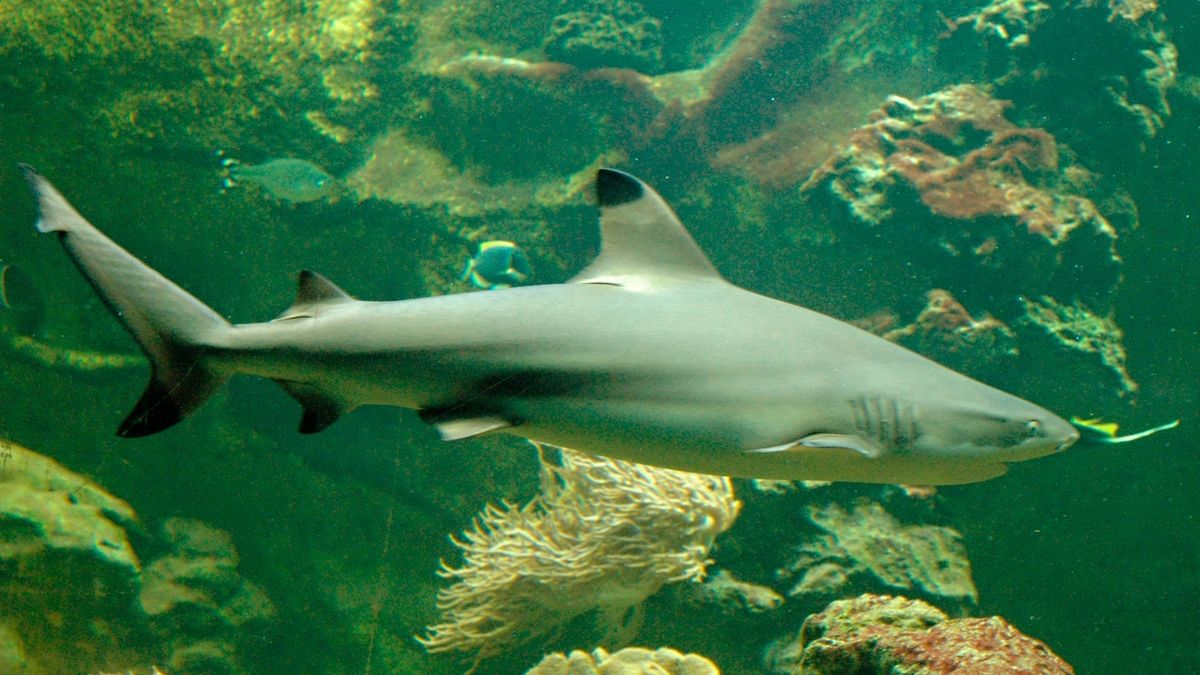 Žraločí samice se dožila 24 let. 