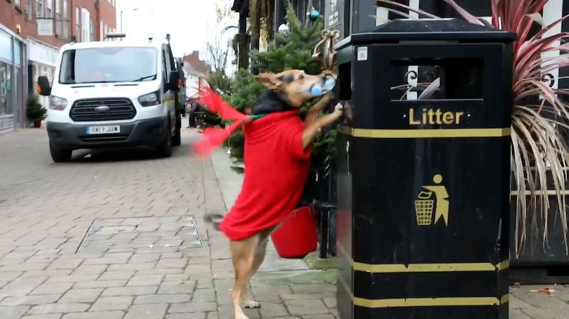 Pes ve vánočním kostýmu uklízí britské ulice, naučil se to ve Španělsku