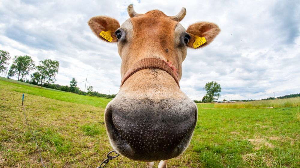 V reklamě udělali z cvičících žen krávy, teď se mlékárenská firma omlouvá