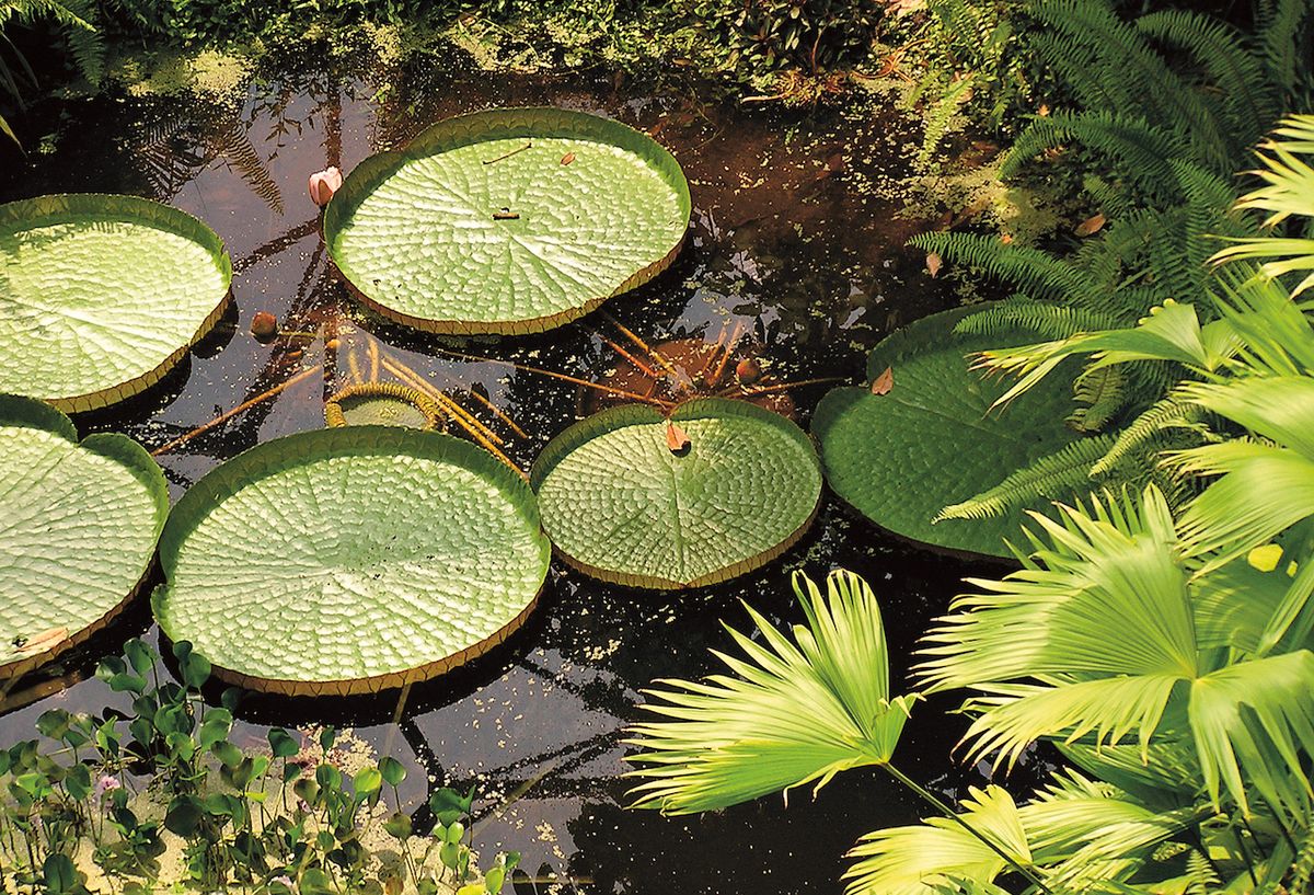 Největší leknínové listy patří viktorii královské (Victoria amazonica), kterou můžeme vidět i v liberecké botanické zahradě.