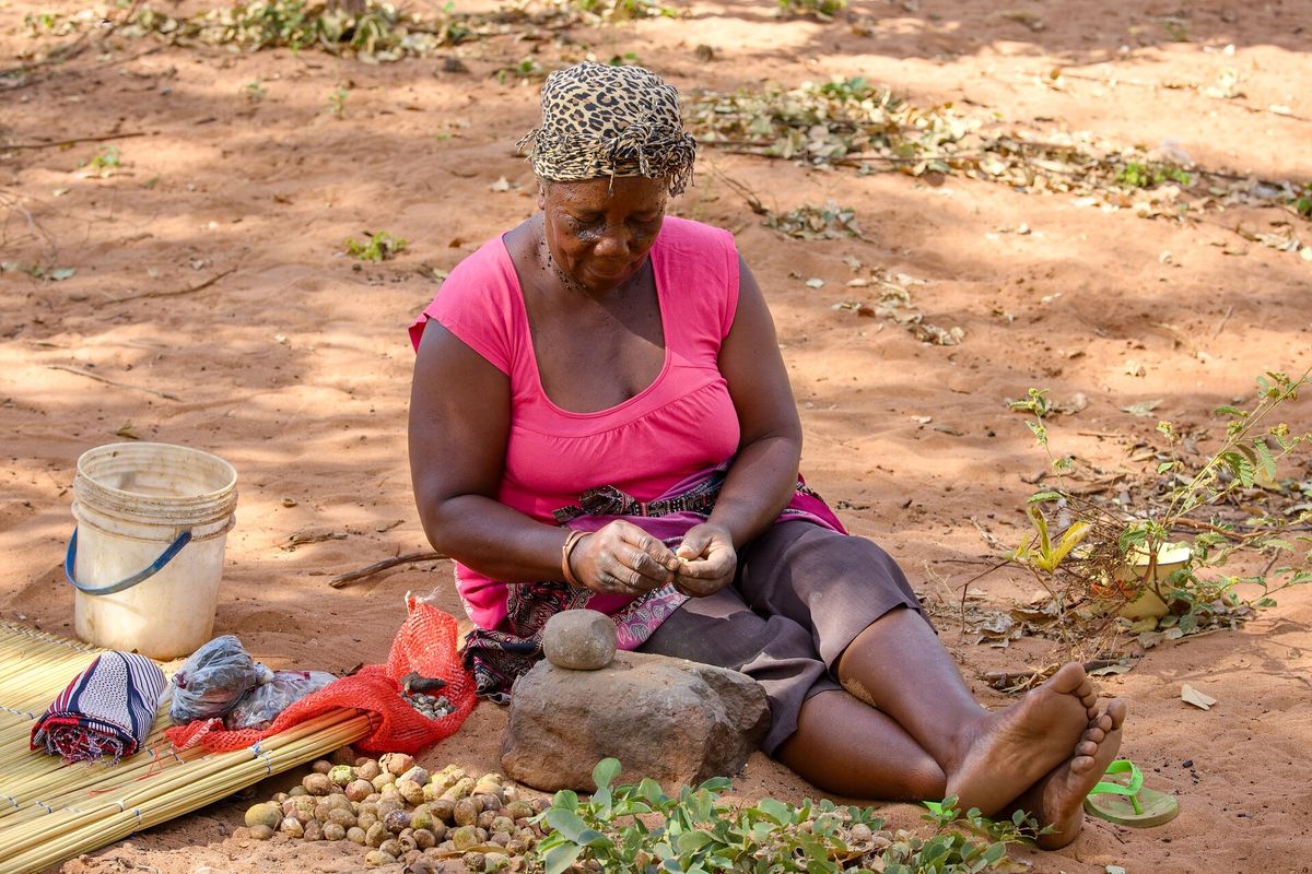 Brněnský výzkum pomůže v Zambii s lepším pěstováním ořechů mongongo