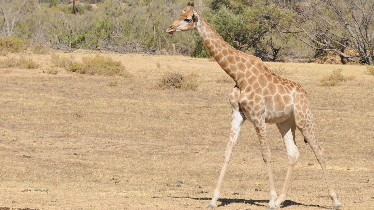 Žirafa v jihoafrickém safari parku poslala dotěrnou turistku k zemi