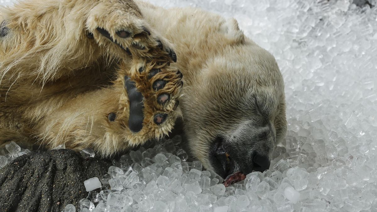 FOTO: Zvířata v pražské zoo dostala ledovou nadílku