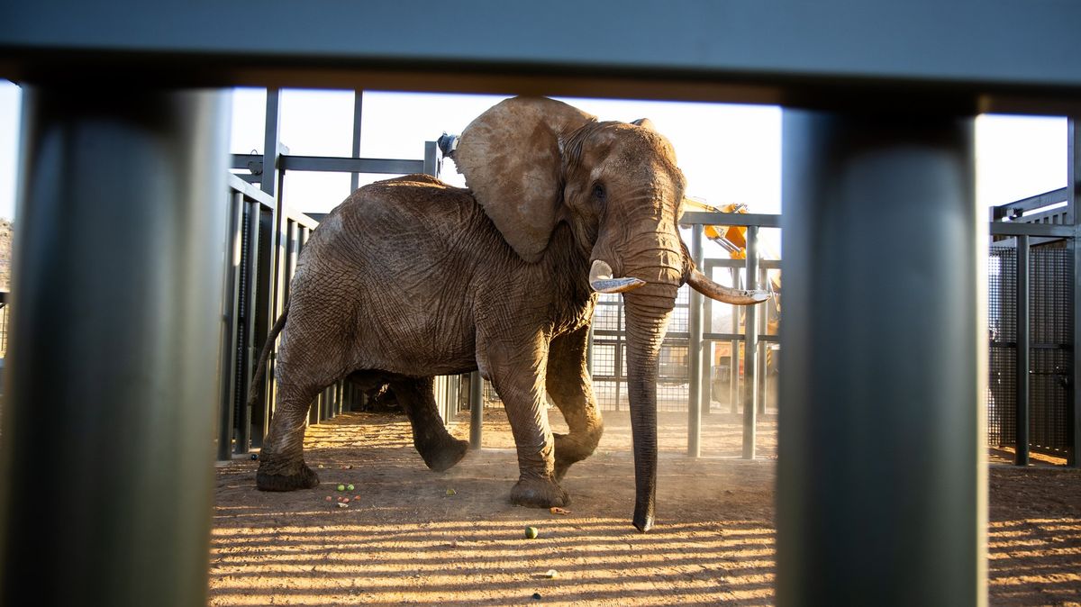 V JAR vypustili do přírody posledního slona ze zoo