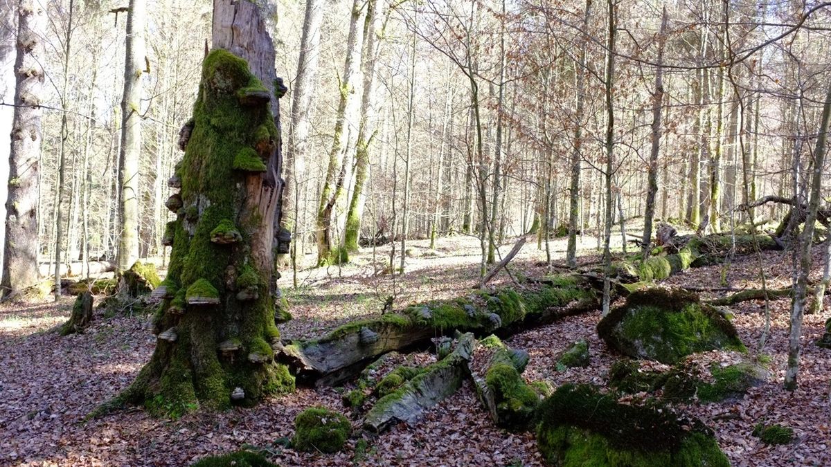 Češi přispívají do evropské genové databáze ohrožených druhů, zaměřují se hlavně na houby