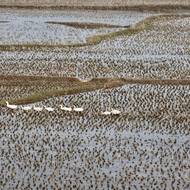 Rýžová pole cestou od čínské hranice do Pchjongjangu