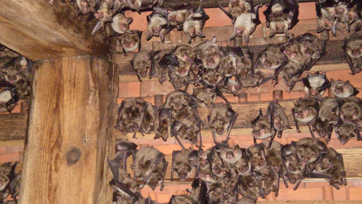 V Kyselce na Karlovarsku se chystají na návrat netopýrů. Upraví jim útočiště, opravit střechu nestihnou