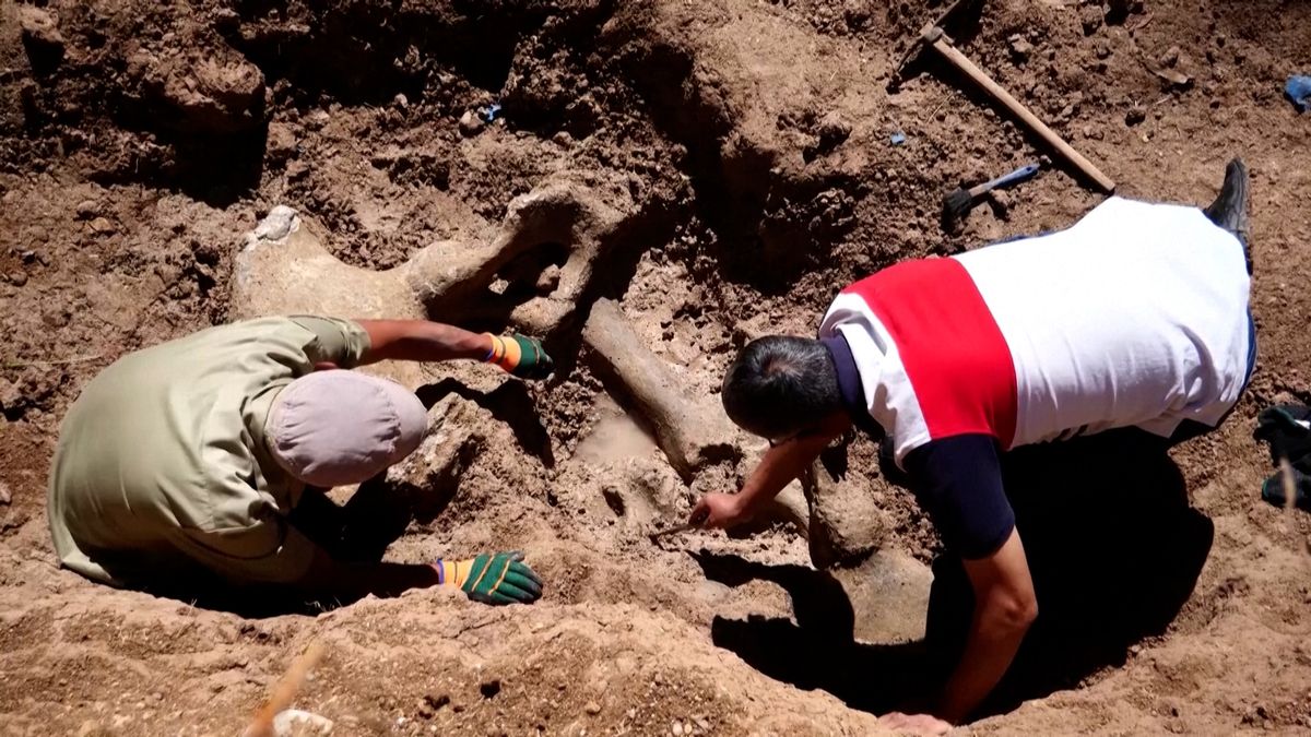 V Peru našli zkameněliny mastodontů z doby ledové, jeden je téměř celý