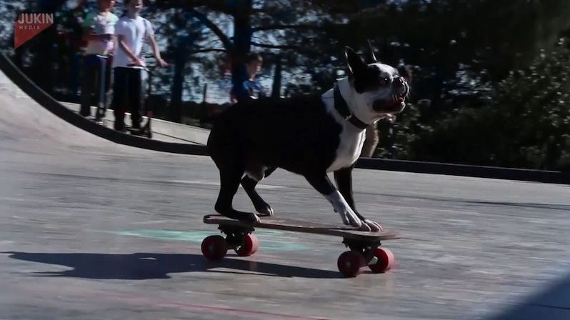 Tihle psi jezdí na skateboardu lépe než řada lidí