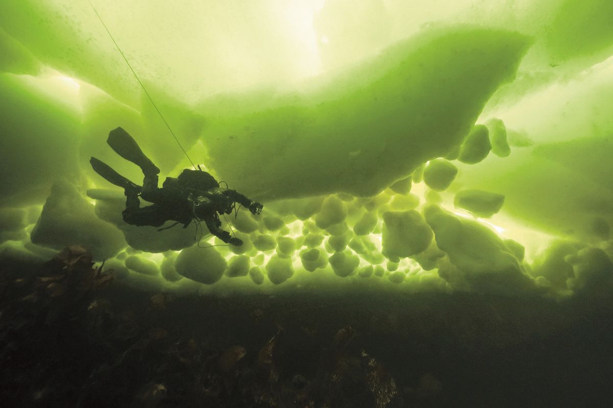 Potápěč u kolonie sasanek karafiátových v hloubce patnácti metrů pod ledem zamrzlého Bílého moře.
