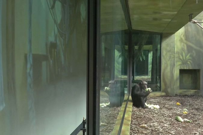 Šimpanzi sledují on-line stream jako diváci v kině, k obrazovce si nosí žrádlo