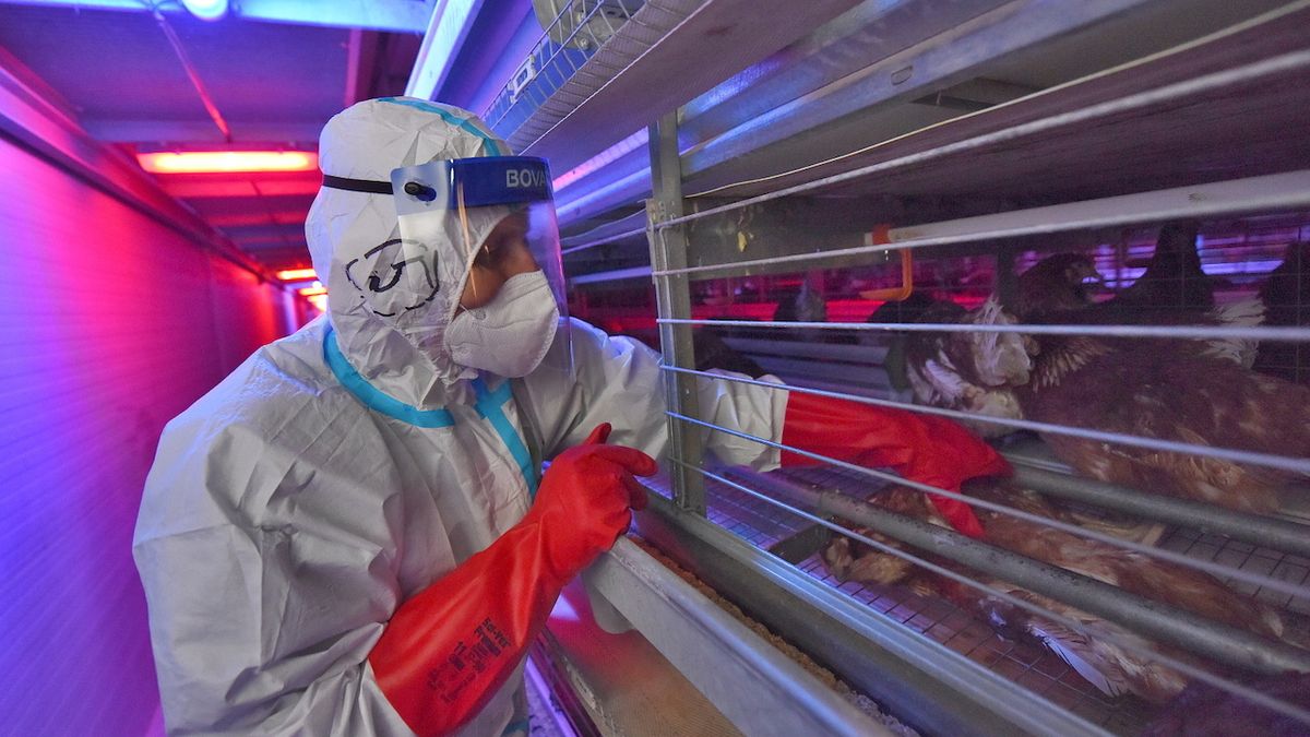 Další ohnisko ptačí chřipky odhalili na Kolínsku