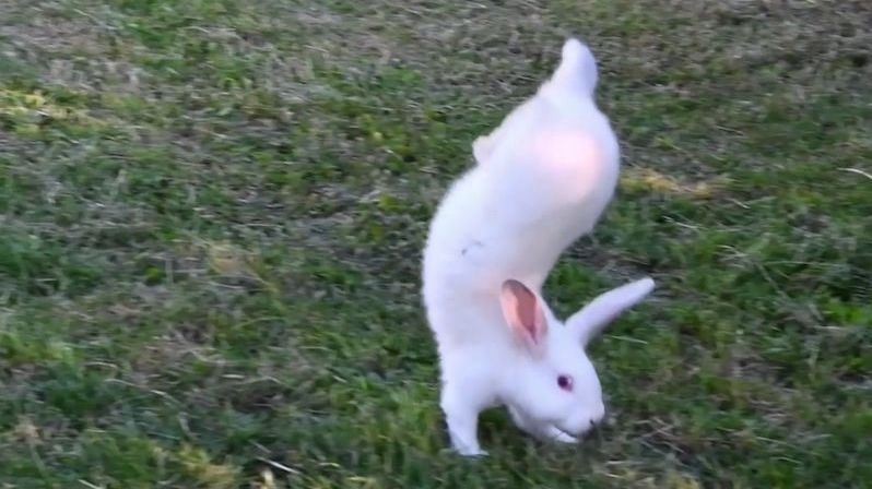 Vzácné plemeno králíků chodí po předních, vědci konečně zjistili proč