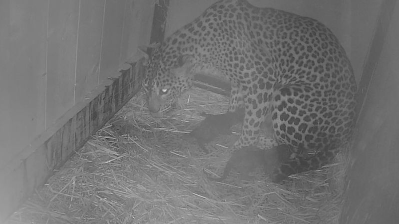 Dvojčata levharta jsou novou chloubou brněnské zoo
