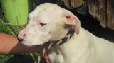 Podvyživené dogy se tísnily v mobilním domku na jihu Čech, veterináři psy chovatelce vzali