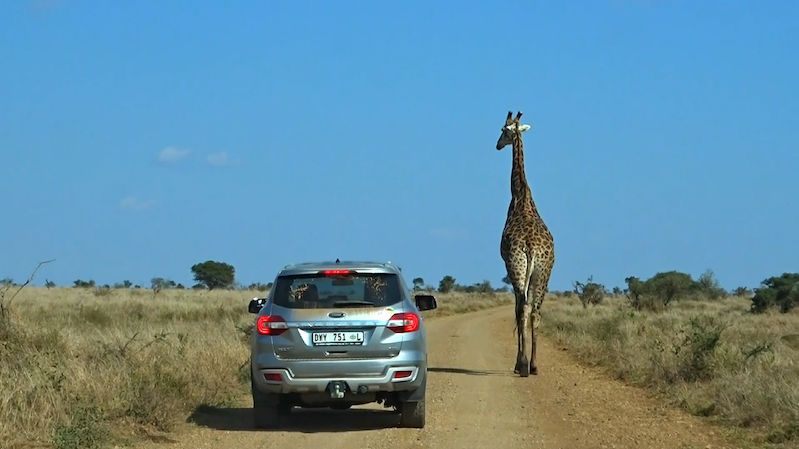 Žirafa v safari parku způsobila dopravní zácpu