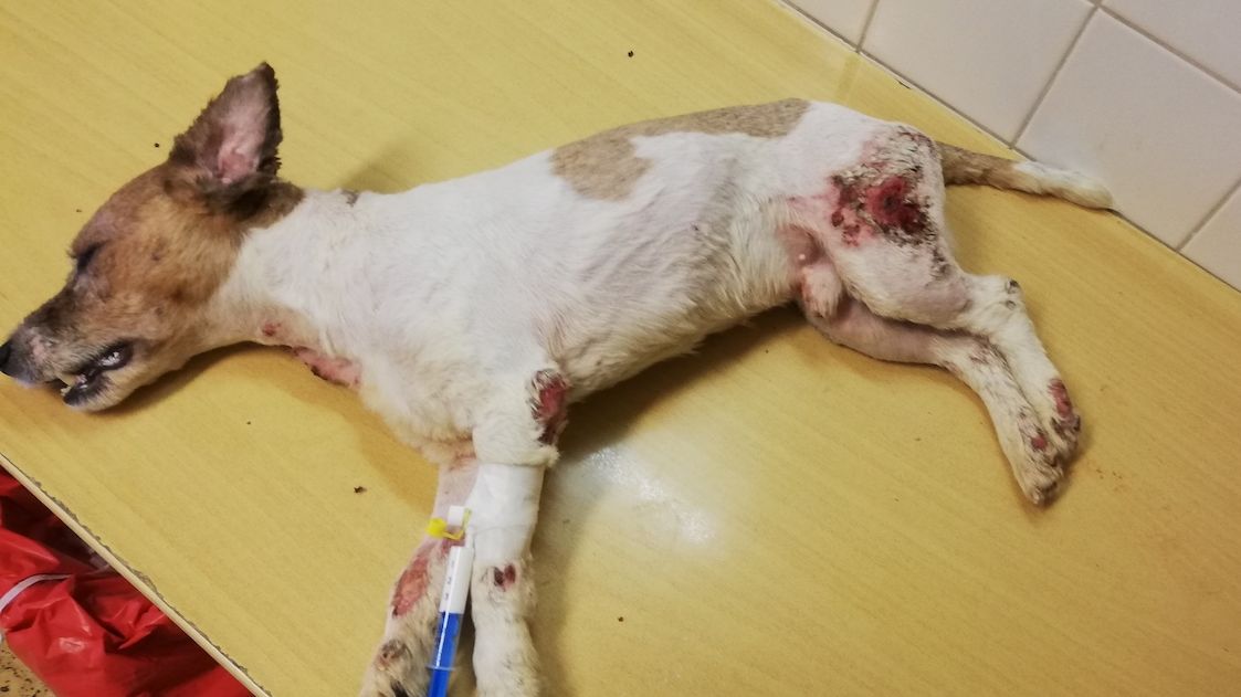 Posedlý medik přivedl svého psa na pokraj smrti