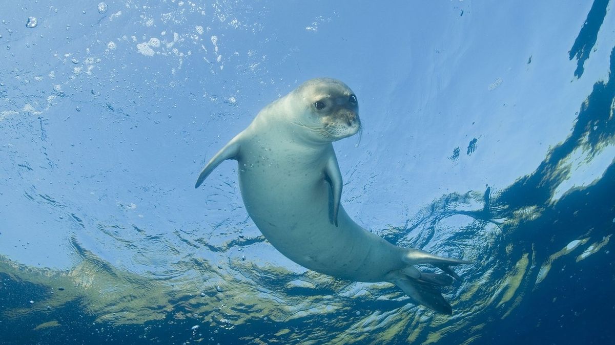 Nezasloužíme si tuto planetu, hřímají Řekové hledající brutálního lovce krotkého tuleně