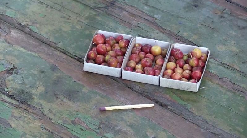 Sibiřský zahradník sklízí jablka velikosti perel