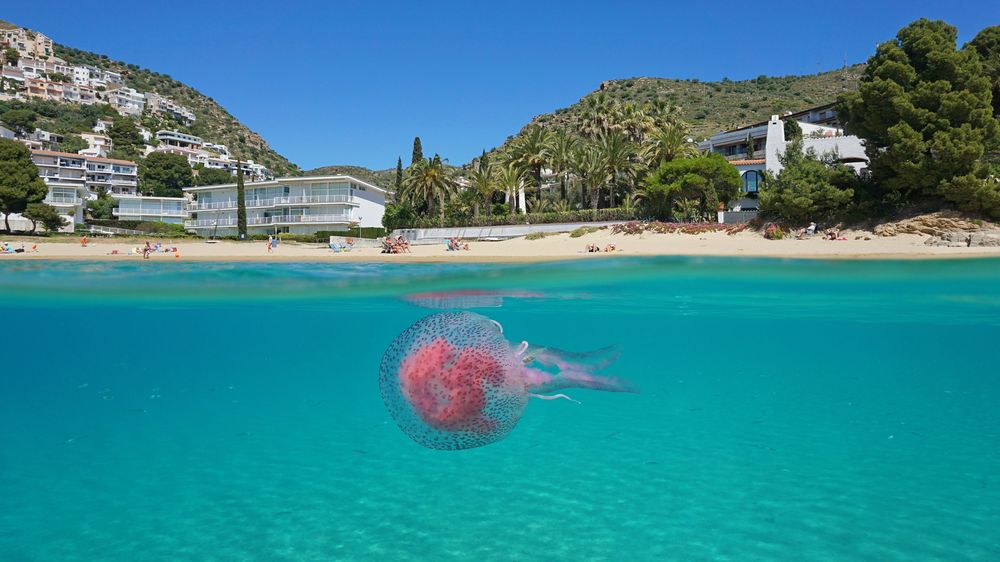 Pozor na hordy medúz, varuje turisty populární španělská oblast