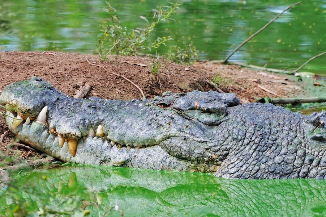 Krokodýl mořský v australském Severním teritoriu, ilustrační foto. 
