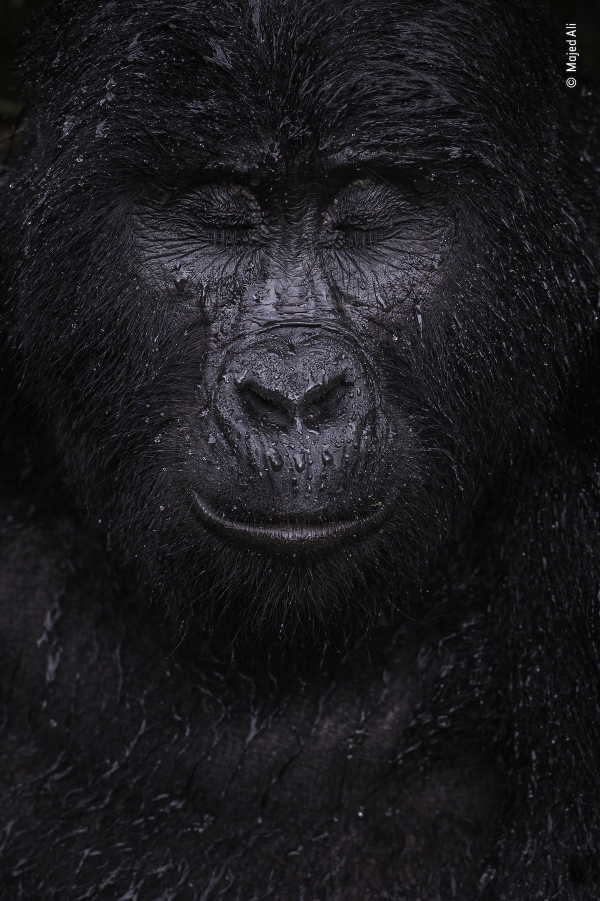 Odraz – vítěz kategorie Zvířecí portrét: Alimu se podařila vyfotit téměř čtyřicetiletou horskou gorilu jménem Kibande v okamžiku, kdy přivírala oči před sílícím deštěm.