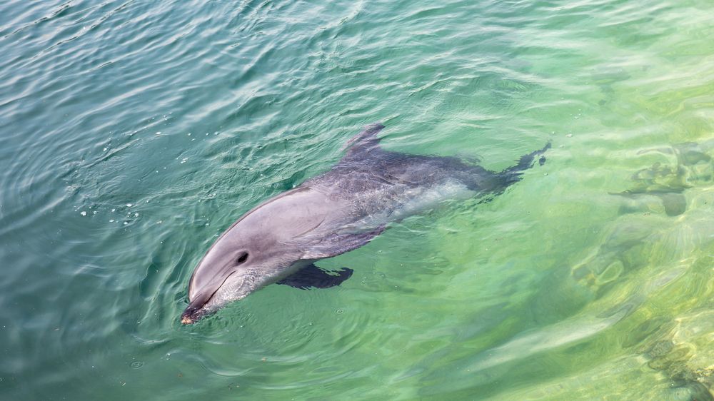 Chytili jsme izraelského špionážního delfína, oznámil Hamás