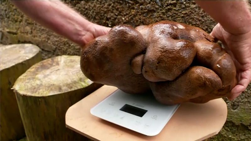 Vypěstovali největší bramboru na světě, chtějí z ní udělat vodku