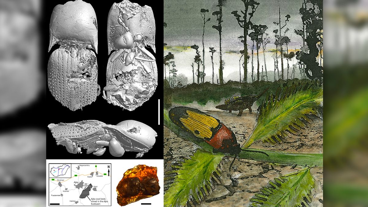 Badatelé objevili v maďarském jantaru unikátního brouka z doby dinosaurů