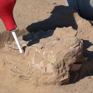 V poušti na jihu Izraele našli pštrosí vejce stará 4000 až 7500 let