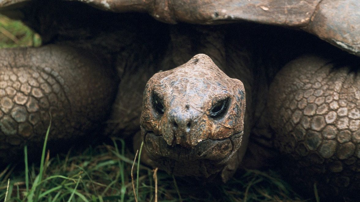 Nejstarší želva na světě oslavila 190. narozeniny