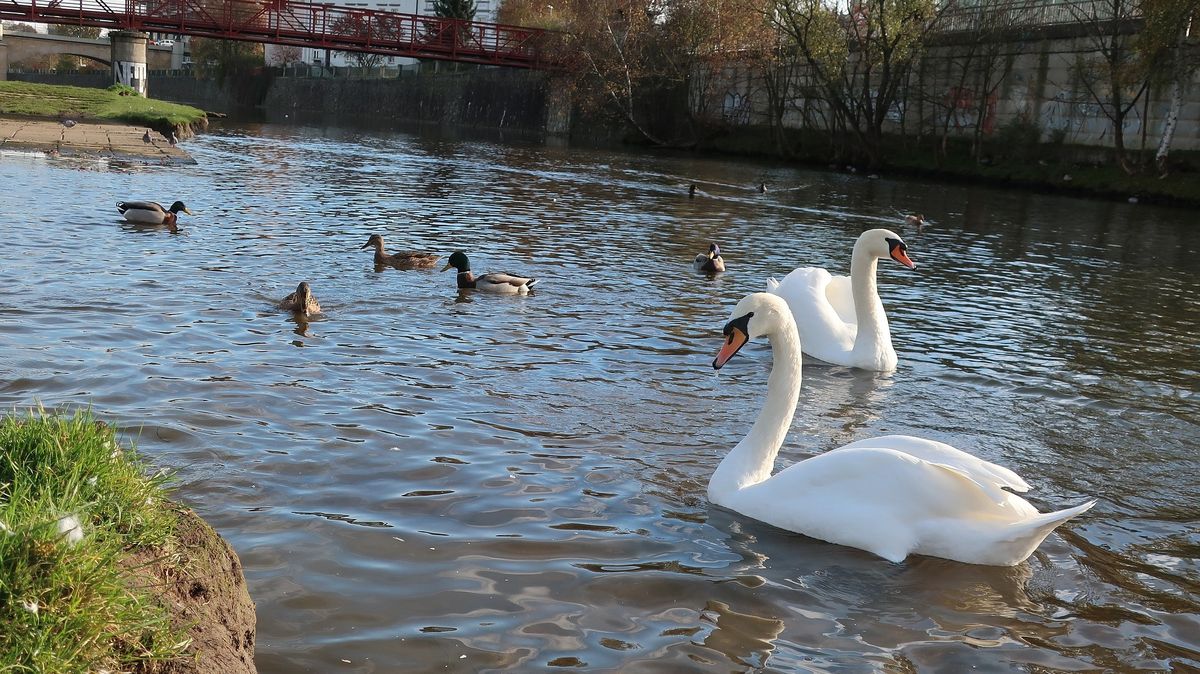 Ptačí chřipka úřaduje, u rybníka na Hradecku našli 40 mrtvých labutí
