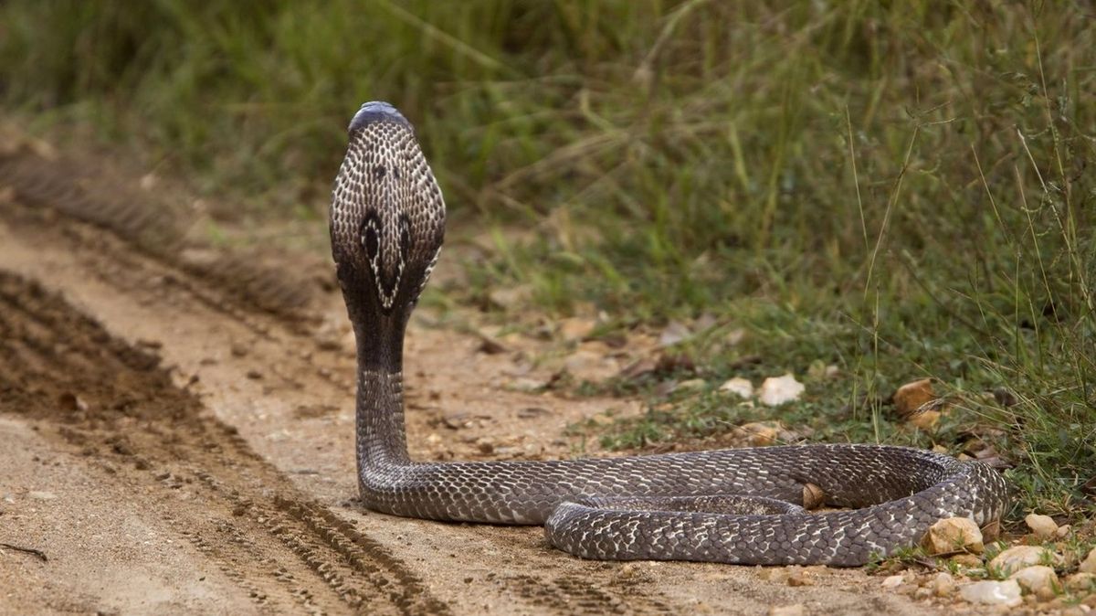 Osmiletého chlapce uštkla kobra. Vrátil jí to a hada zabil