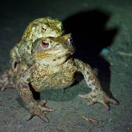 Samečci an vyhřátých silnicích číhají na žabí samičky a končí pod koly aut.