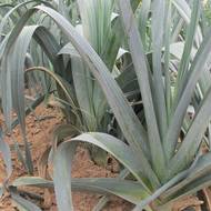 Pór zimní Winner (Allium porum 'Winner'). Může se nechat přezimovat v záhonu, protože snese teploty až do −15 °C. Konzumní část můžete prodloužit přihrnutím substrátu. Určen ke skladování v suchu a temnu.