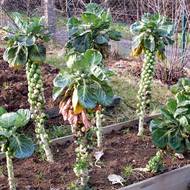 Růžičková kapusta by měla být téměř povinnou surovinou pro všechny chudokrevné.