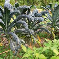 Mercedes mezi vitaminovými bombami: listová kapusta ‚Nero di Toscana‘