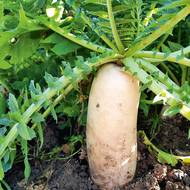 Ředkev ‚Japana F1‘