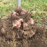 Topinambury ‚Rút‘