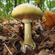 Muchomůrka zelená  (Amanita phalloides) je považována na nejjedovatější houbu v Evropě. I dva kloubouky mohou být smrtelné, jed poškozuje játra.