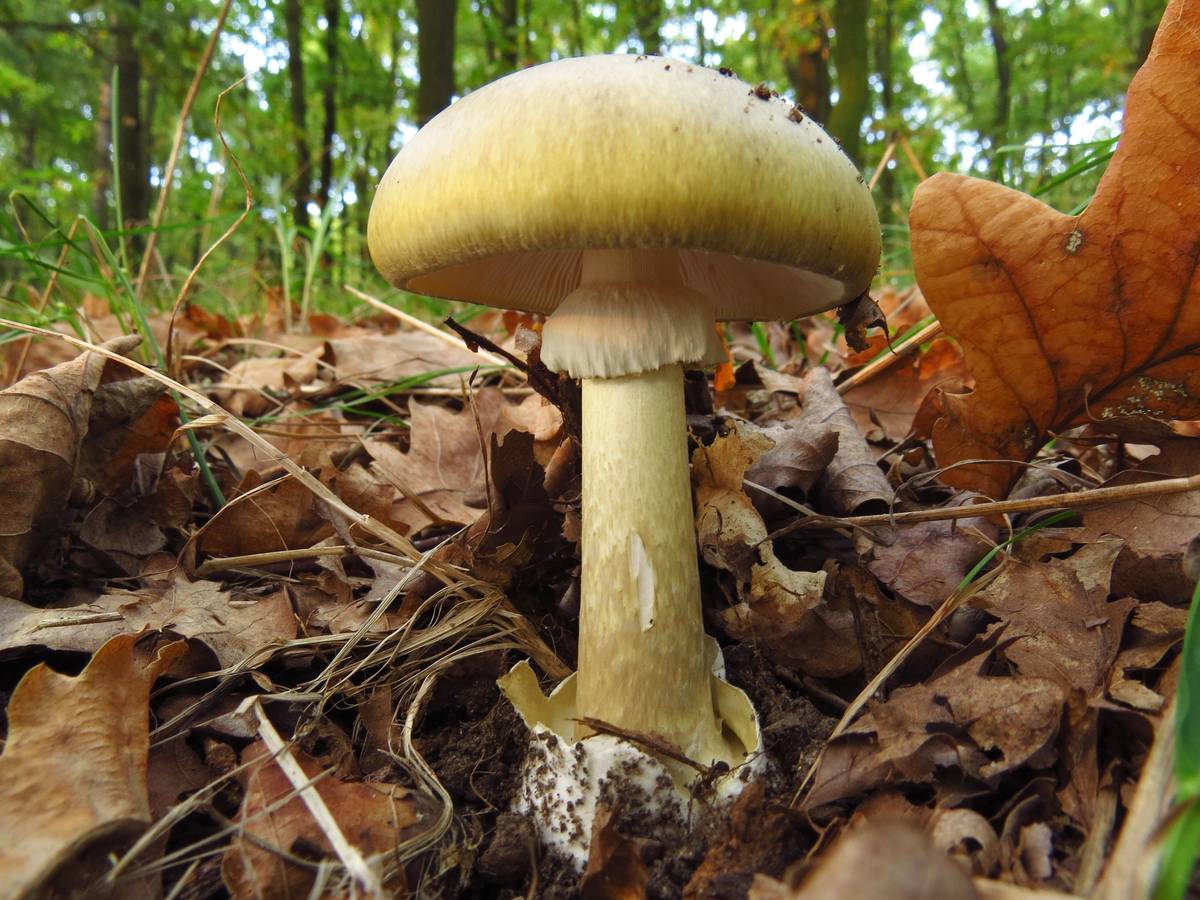 Muchomůrka zelená  (Amanita phalloides) je považována na nejjedovatější houbu v Evropě. I dva kloubouky mohou být smrtelné, jed poškozuje játra.