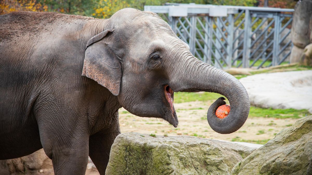 FOTO: Zvířata v pražské zoo si pochutnala na dýňových hodech