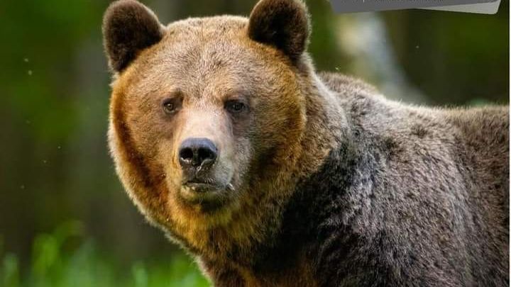 Při usmrcení medvěda na Slovensku poprvé asistovala armáda