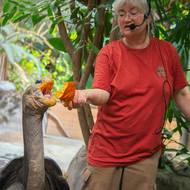 Komentované krmení měla na starosti dlouholetá chovatelka Nataša Velenská.
