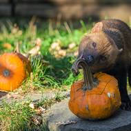 Psům pralesním do dýně schovali chovatelé maso.