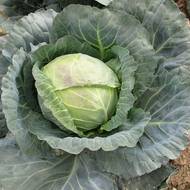 Zelí hlávkové bílé ‚Midor F1‘