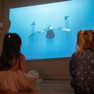 Promítání v rámci expozice Zázraky evoluce