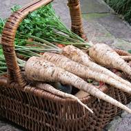 Přímo výstavní petržel kořenová ‚Efez‘