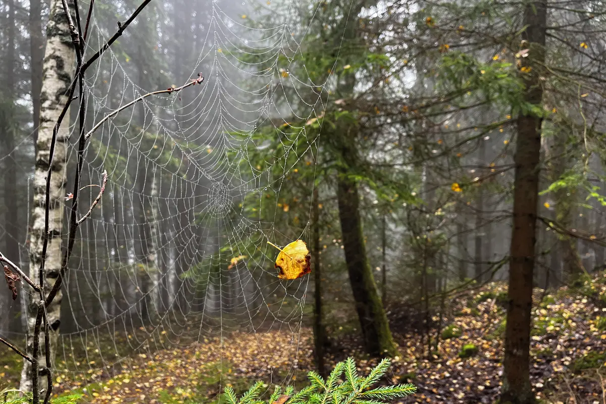 Lesy trápí sucho, jejich vlastníky čekání na peníze od státu