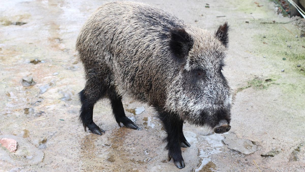 Česko je opět zemí bez afrického moru prasat